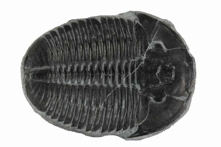 Elrathia Trilobite Fossil - Wheeler Shale, Utah #97155
